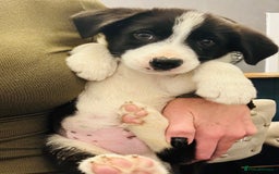 Border Collie dogs for sale: Kennel Club Border Collie Puppies For Sale - Image 11