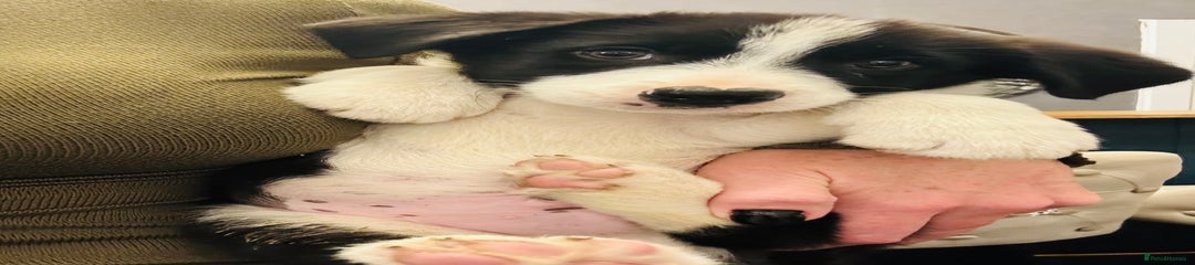 Banjo