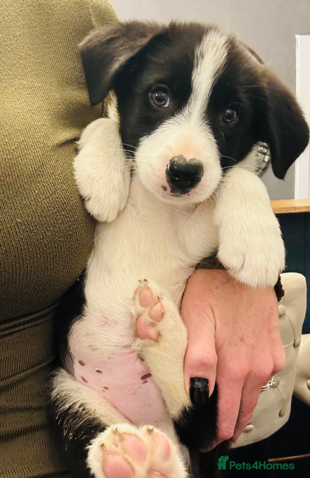 Border Collie dogs for sale: Kennel Club Border Collie Puppies For Sale - Image 11