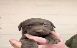 Labrador Retriever dogs for sale: Gorgeous chocolate Labrador puppies for sale - Advert 4