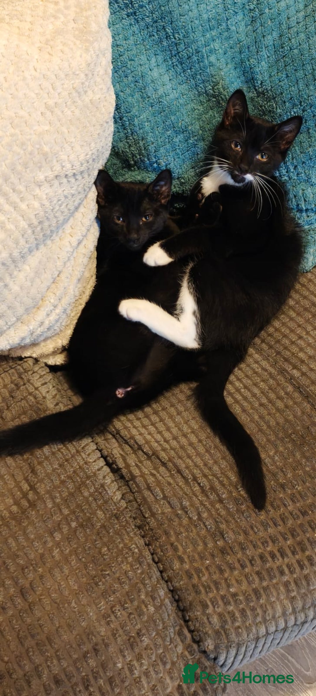 Domestic Shorthair cats for sale: Beautiful domestic short hair kittens for sale  - Image 37