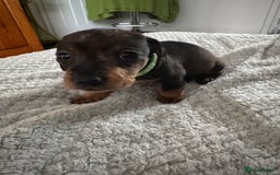Dachshund dogs for sale: 8 dachshund puppies  - Image 22