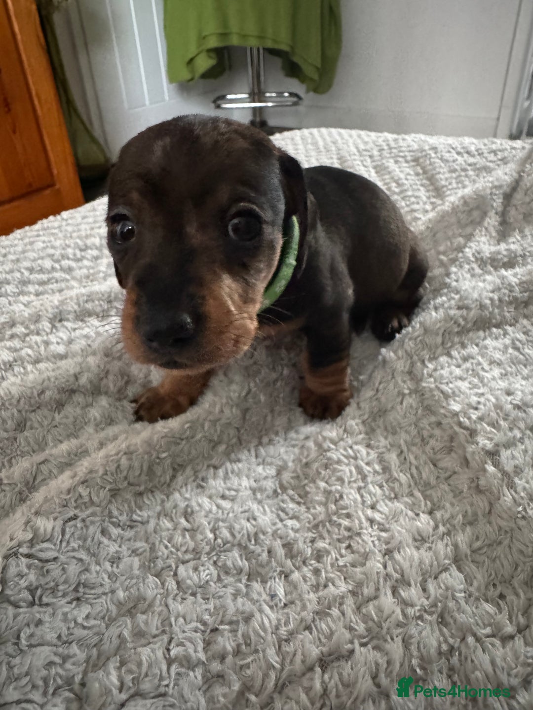 Dachshund dogs for sale: 8 dachshund puppies  - Image 22