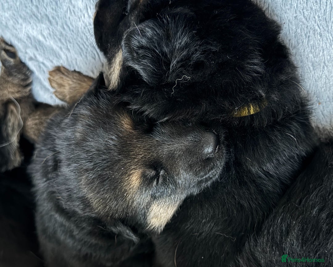 German Shepherd dogs for sale: Black & Tan GSD Puppies - Advert 3