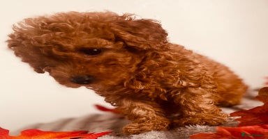 Maltipoo dogs 🐾 🌟 Maltipoo Puppies⭐️ READY NOW   - Advert 13