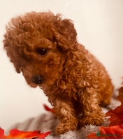 Maltipoo dogs 🐾 🌟 Maltipoo Puppies⭐️ READY NOW - Advert 13