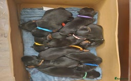 Rottweiler dogs for sale: KC chunky rottweiler puppies - Advert 5