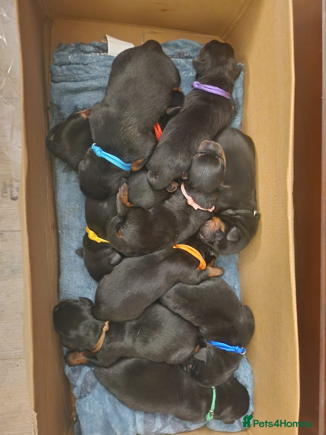 Rottweiler dogs for sale: KC chunky rottweiler puppies - Advert 5