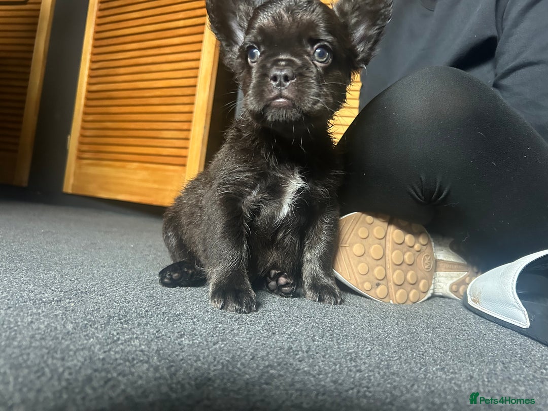 French Bulldog dogs for sale: French bulldogs , one fluffy (like his mum)  - Image 24