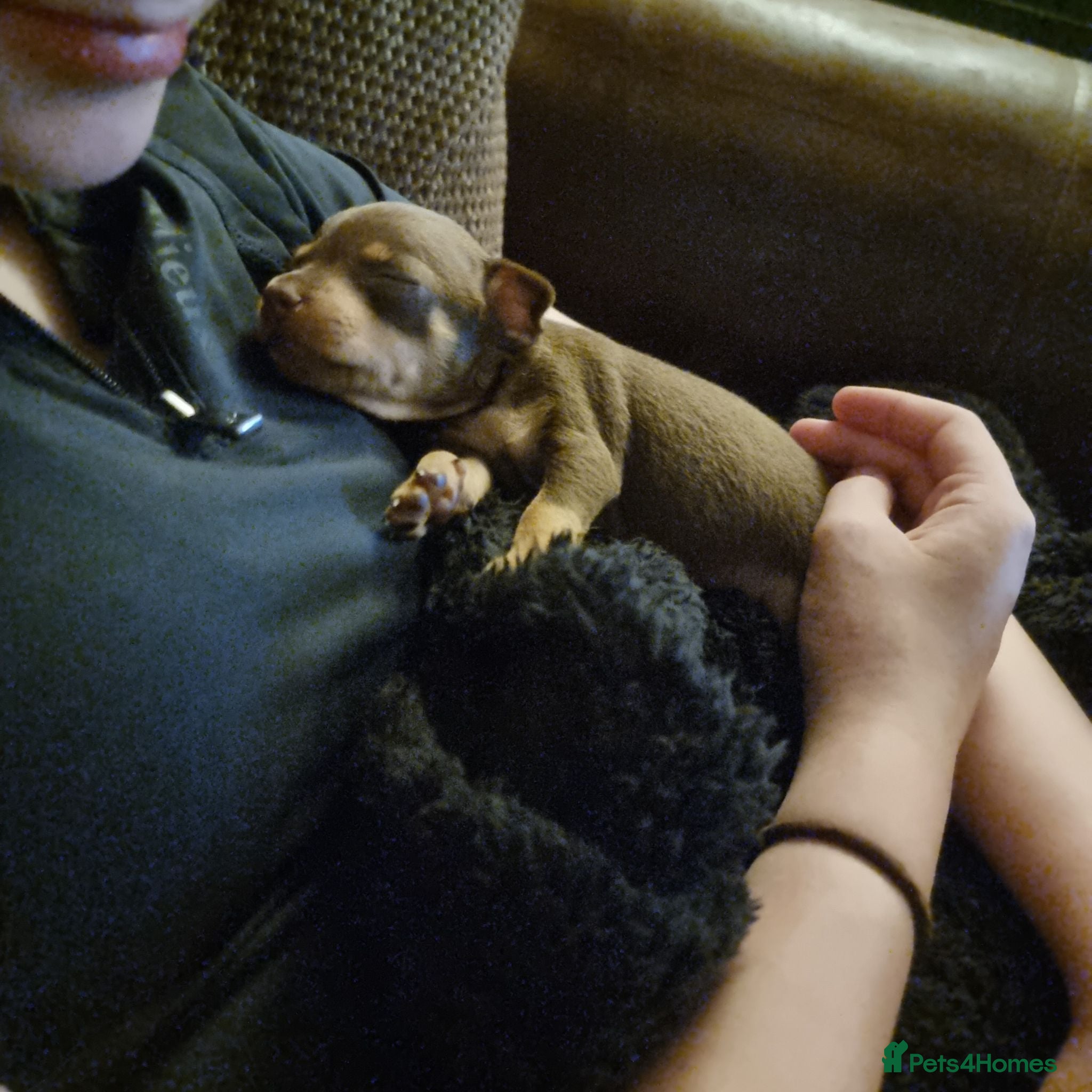 Miniature Pinscher dogs KC registered Miniature Pinscher chocolate and tan - Advert 2