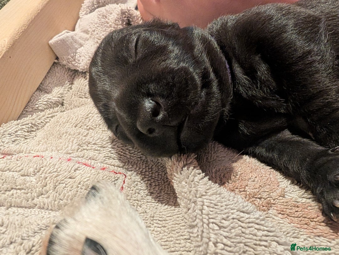 Mixed Breed dogs for sale: Doxie-Dales  - Image 21