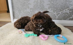 Shih Tzu dogs for sale: SHIH tzu puppies 🐶 outstanding - Image 10