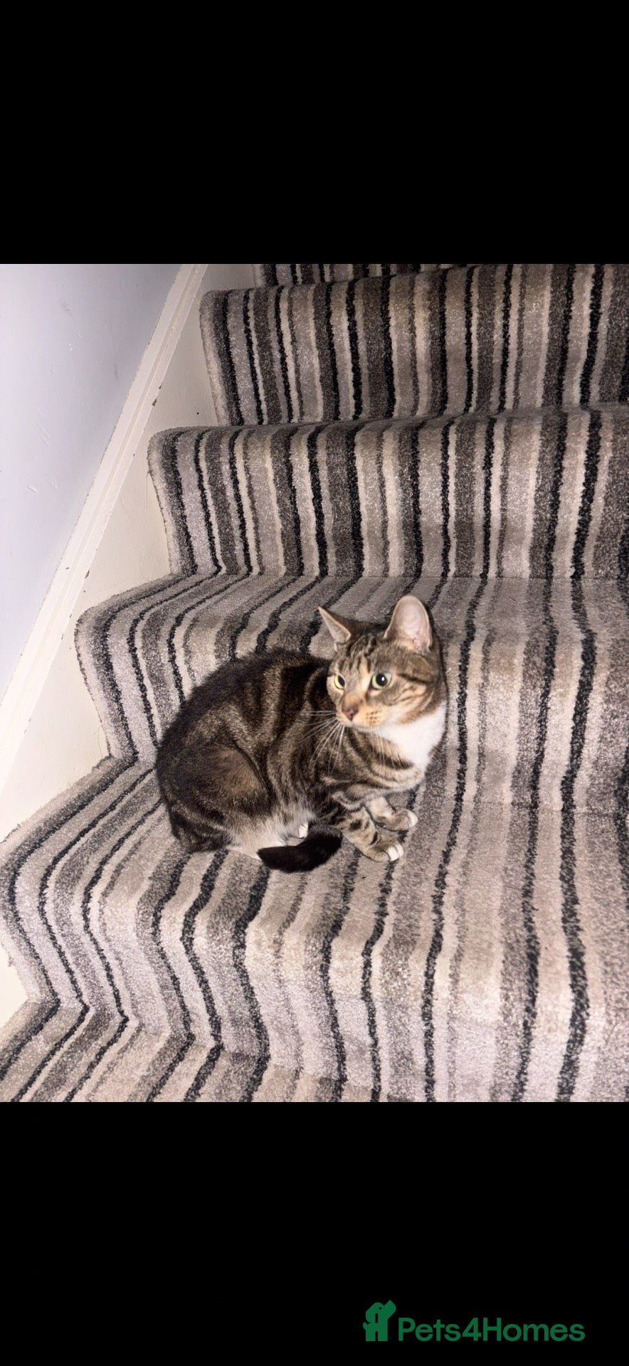 Mixed Breed cats Adult female cat for adoption - Advert 1