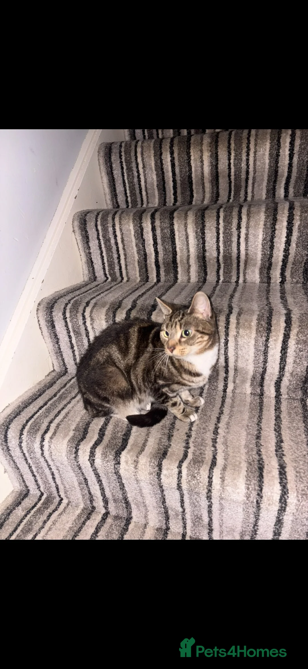 Mixed Breed cats for stud: Adult female cat for adoption in Leicester - Advert 1