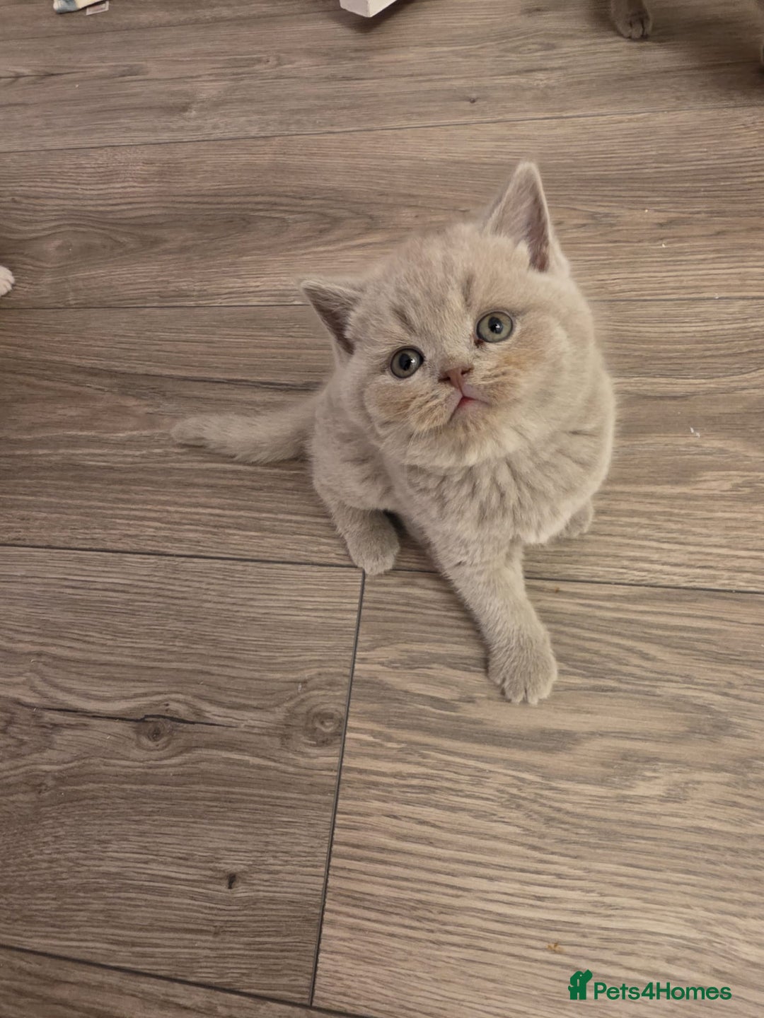 British Shorthair cats for sale: British shorthair - Advert 11