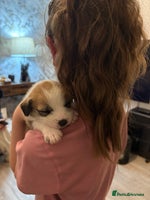 Mixed Breed dogs Puppies for sale - Advert 5