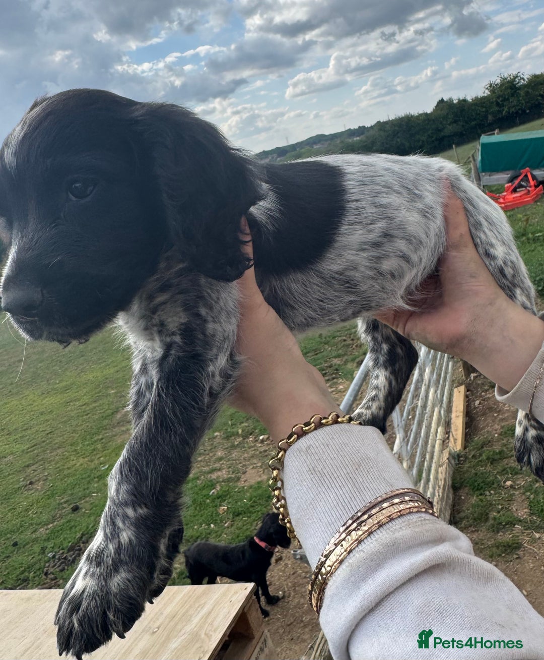 Cocker Spaniel dogs for sale: Male working cocker spaniel for sale  - Image 2