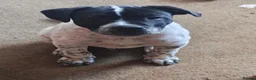 Mixed Breed dogs for sale: 5 puppies half staffs looking for good home in Kidwelly - Advert 11