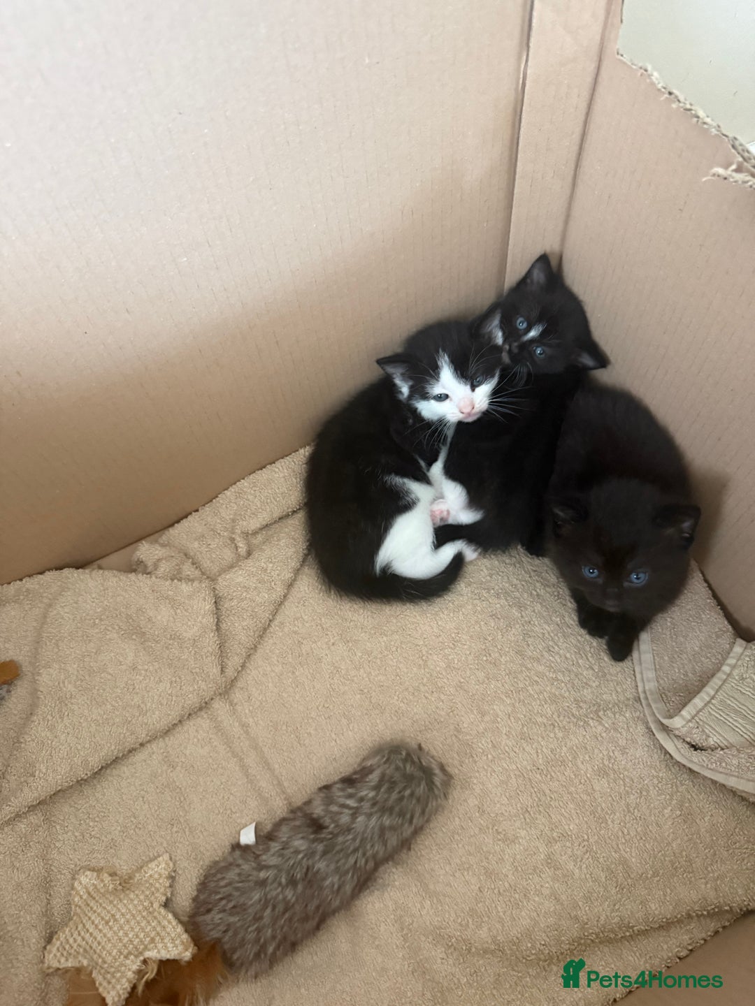 Domestic Shorthair cats for sale: 3 kittens looking for forever home - Image 9