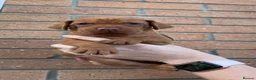 Hungarian Vizsla dogs for sale: EXCEPTIONAL HUNGARIAN VIZSLA PUPPIES - Advert 37