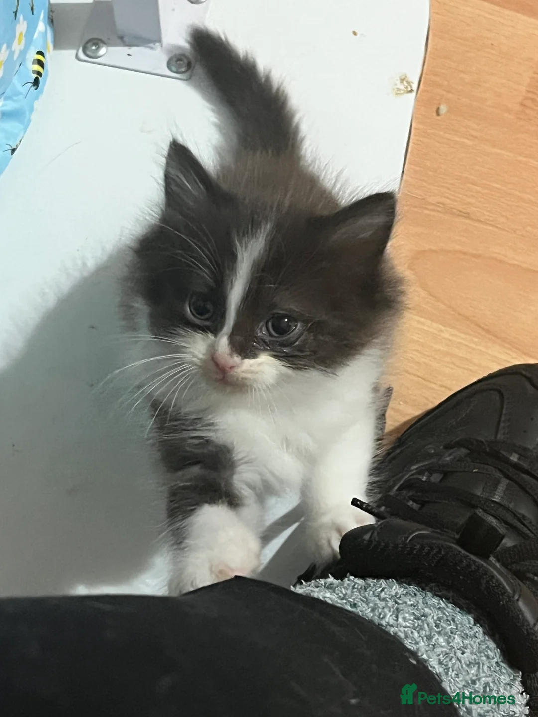 Mixed Breed cats for sale: 4 half ragdoll kittens  - Advert 1