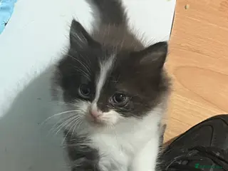 Mixed Breed cats 4 half ragdoll kittens - Advert 3