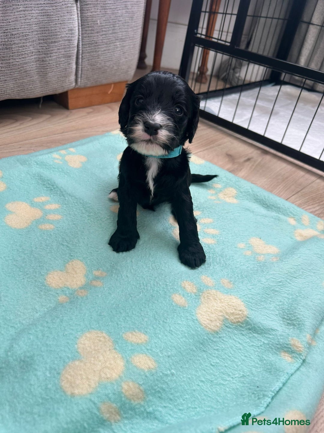 Cockapoo dogs for sale: Beautiful cockerpoos  - Advert 2
