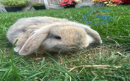 Mini Lop rabbits for sale: Mini Lop Rabbits For Sale  - Image 17