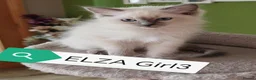 Ragdoll cats for sale: Beautifull ragdoll - Advert 8