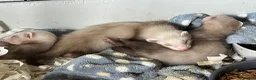 Ferret rodents for sale: Semi Angora Ferrets babies  in Radlett - Advert 2