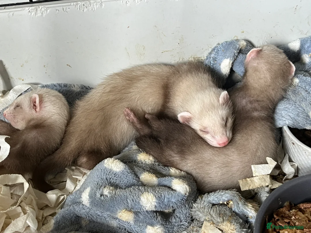 Ferret rodents for sale: Semi Angora Ferrets babies  in Radlett - Advert 2