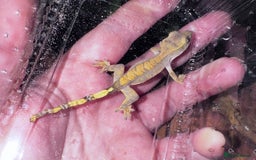 Gecko reptiles for sale: Lizards for rehome  - few to choose from  in Nottingham - Image 10