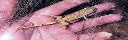 Gecko reptiles for sale: Lizards for rehome  - few to choose from  in Nottingham - Advert 9