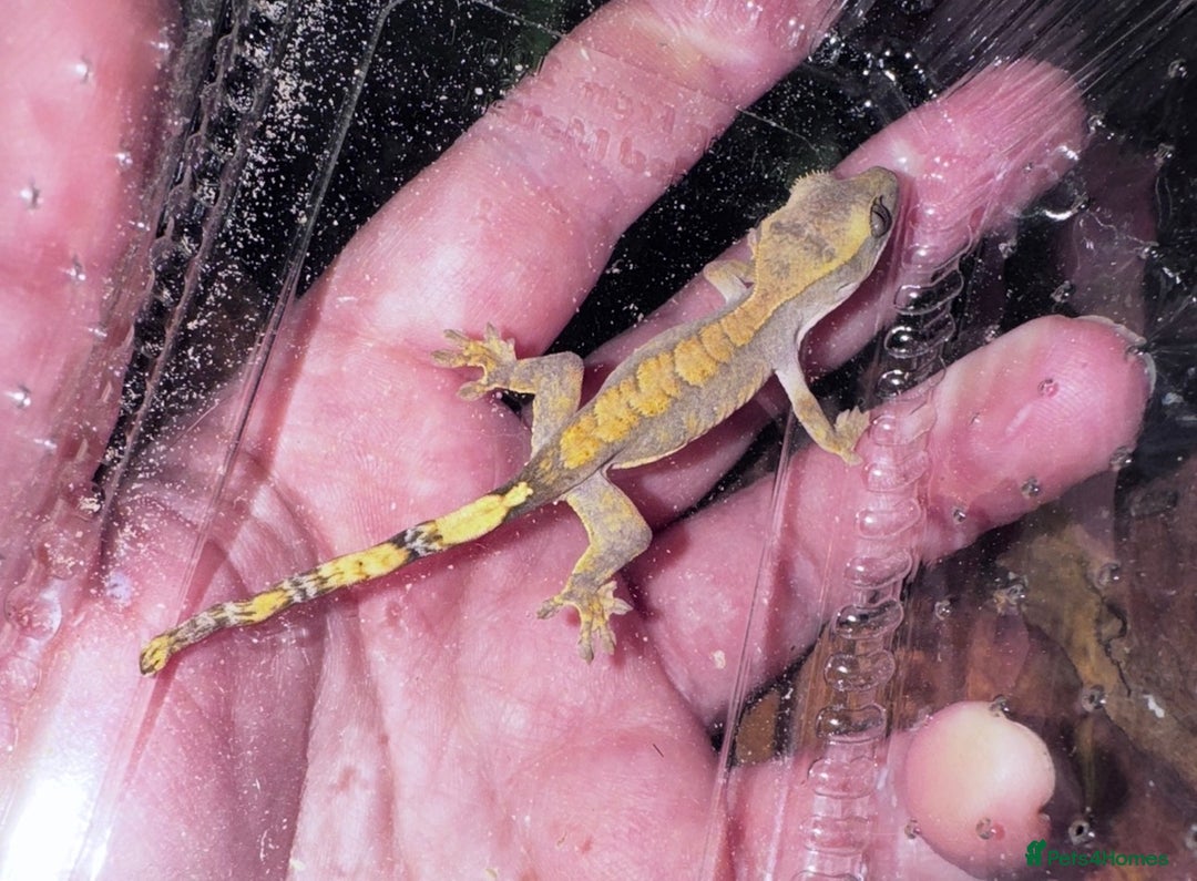 Gecko reptiles for sale: Lizards for rehome  - few to choose from  in Nottingham - Image 10