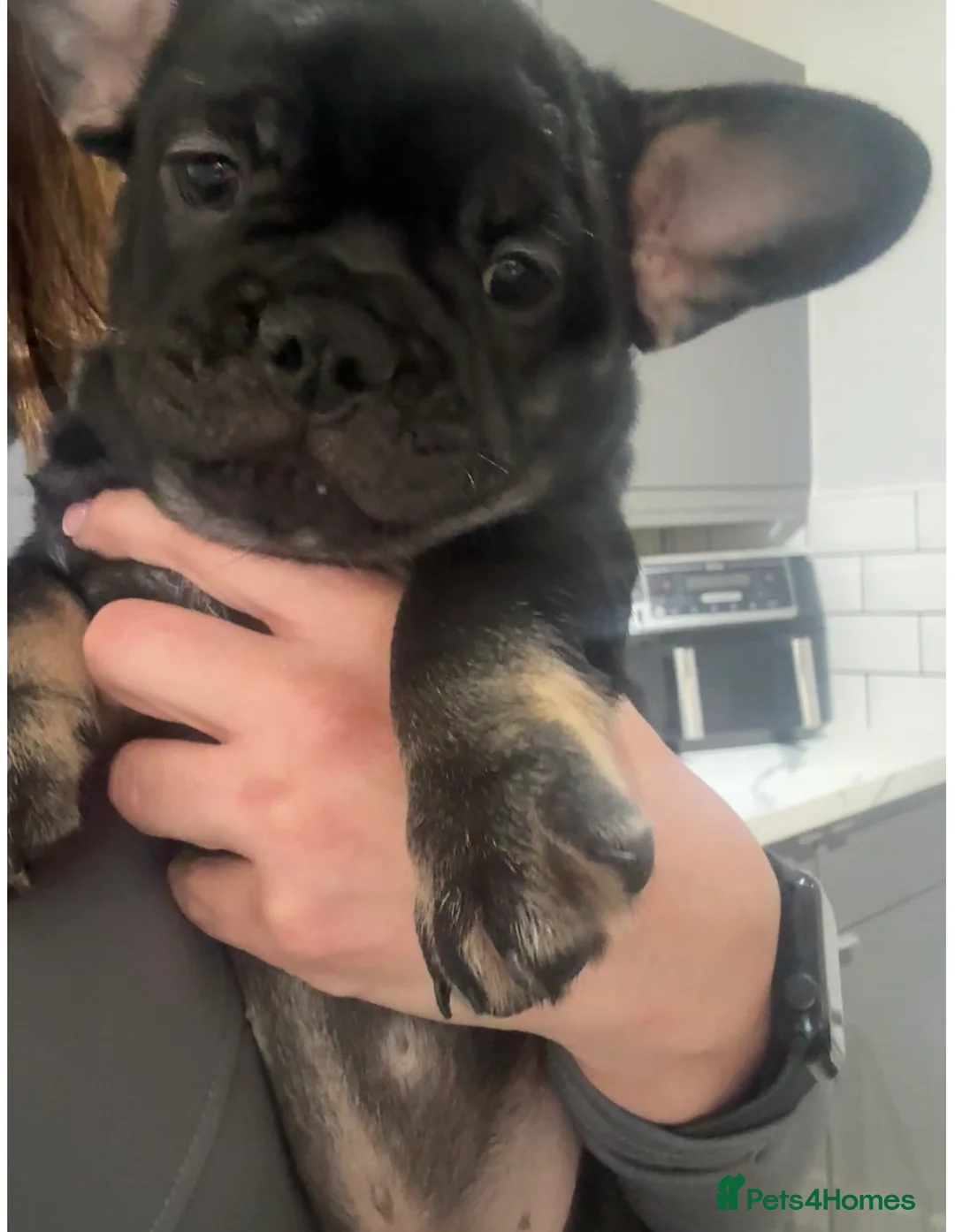 French Bulldog dogs for sale:  **  French bulldog puppies in Hertford - Advert 2