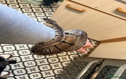 Python Snake reptiles for sale: Friendly Female Ball Pytho, Full Viv & feeding box - Image 4