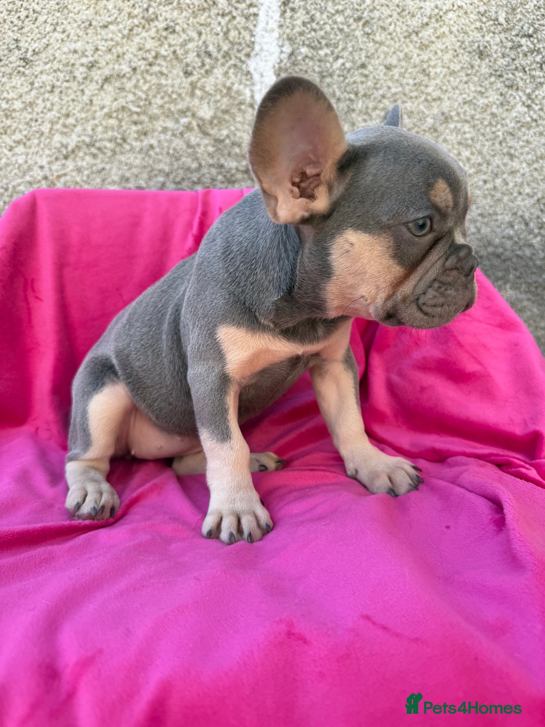 French Bulldog dogs for sale: 🔥READY TODAY Quality KC French Bulldog Puppies✨🔥 - Image 22