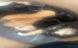 British Longhair cats for sale: Beautiful litter of kittens  - Image 7