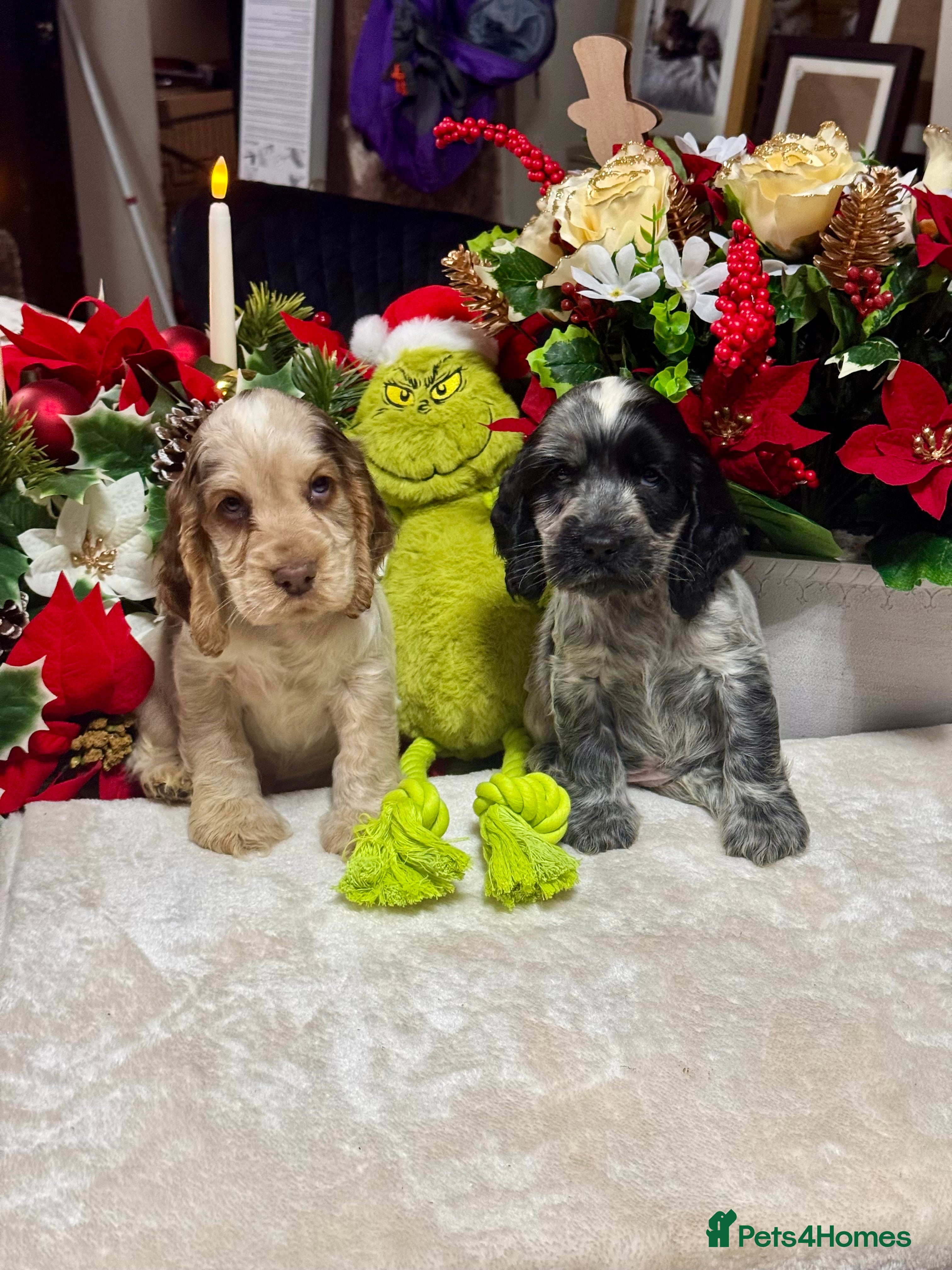 Cocker Spaniel dogs 2left gorgeous show type cocker spaniel dna clear  - Advert 1