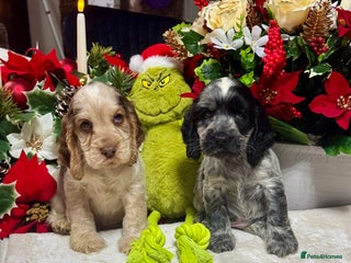 Cocker Spaniel dogs 2left gorgeous show type cocker spaniel dna clear - Advert 1