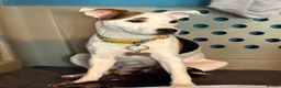Jack Russell dogs for sale: Lovely parsons/wenlock Jack Russel  - Advert 4