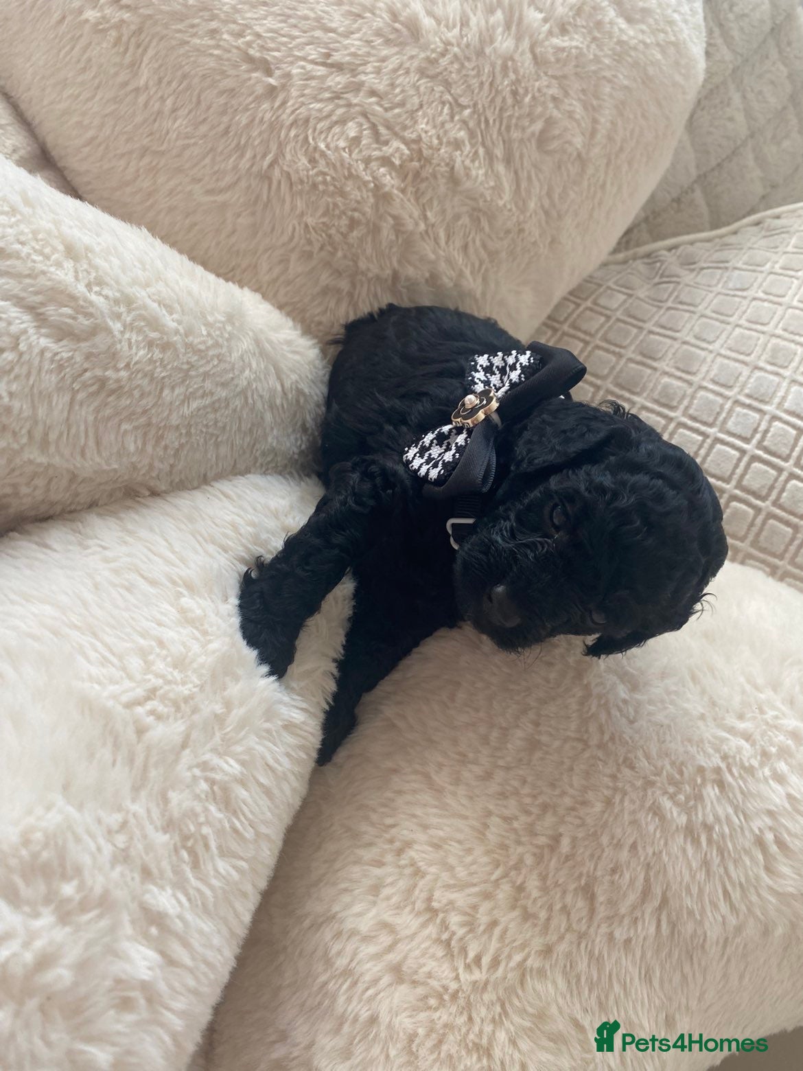 Toy Poodle dogs Toy poodle puppies  - Advert 13