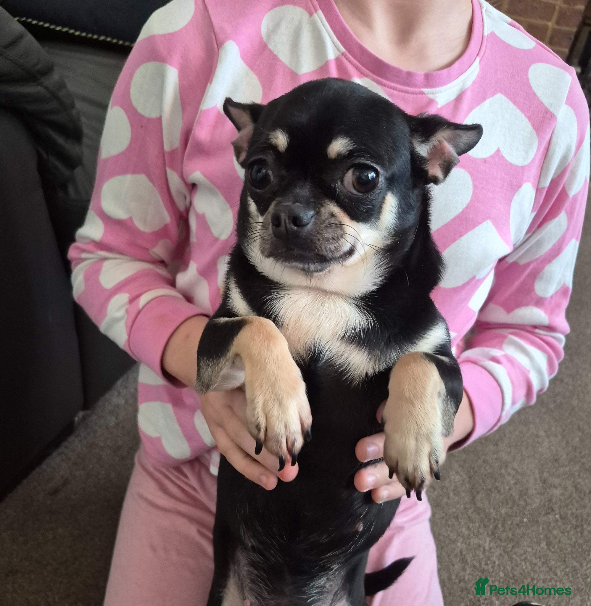 Chihuahua dogs Beautiful Chihuahua girl  - Advert 10