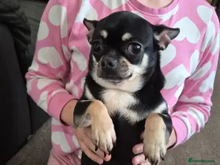Chihuahua dogs Beautiful Chihuahua girl - Advert 5