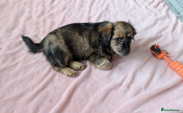 Mixed Breed dogs - Advert 4