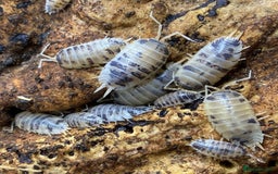 Mixed Breed invertebrates for sale: Dairy cow isopods - Image 3