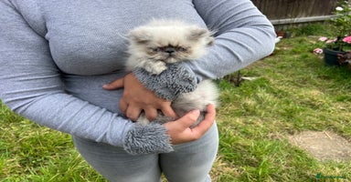 Persian cats - Advert 5
