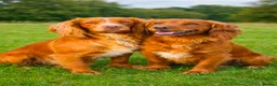 Cocker Spaniel dogs for sale: KC REGISTERED FOX RED WORKING COCKER SPANIELS - Advert 5