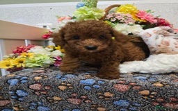 Toy Poodle dogs for sale: Kc reg deep red toy poodle council licensed  - Image 11