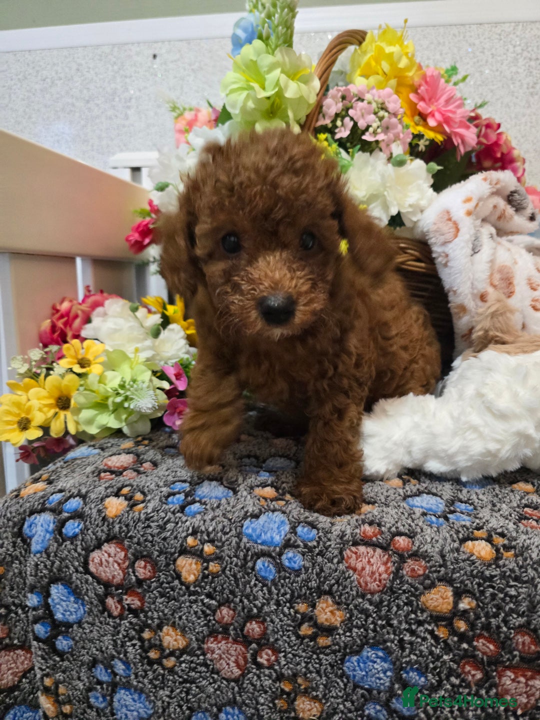 Toy Poodle dogs for sale: Kc reg deep red toy poodle council licensed  - Image 11
